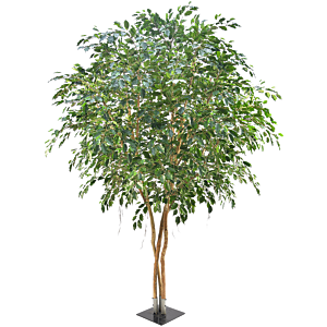 Ficus Exotica