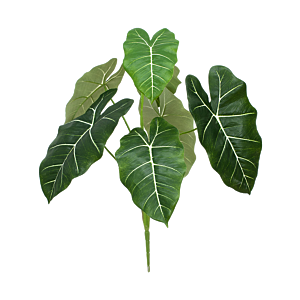 Caladium