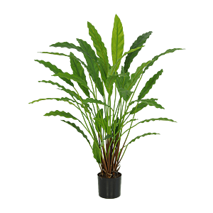 Calathea