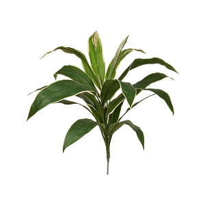 Cordyline