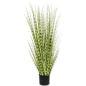 Zebragras