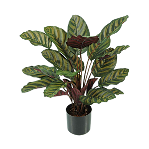 Calathea Makoyana