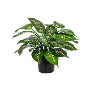 Dieffenbachia