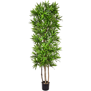 Dracaena Song of Jamaica