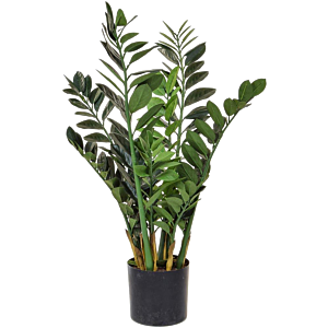 Zamioculcas