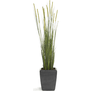 Vossenstaartgras