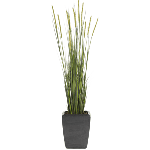 Vossenstaartgras