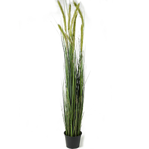 Vossenstaartgras