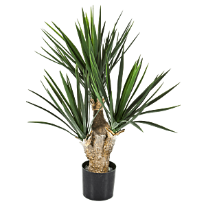 Yucca