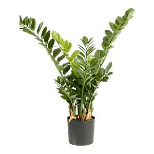 Zamioculcas