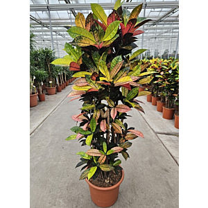 Croton Iceton