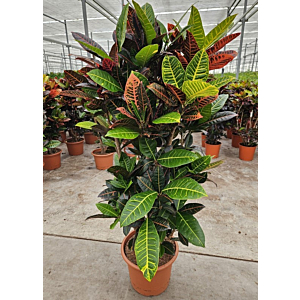 Croton petra