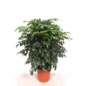 Radermachera hainanensis