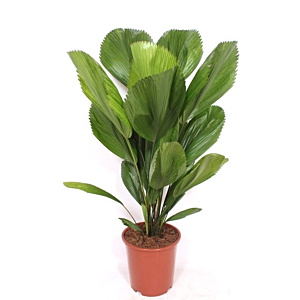 Licuala grandis