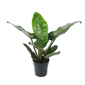 Philodendron Imperial Green 