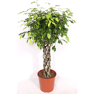 Ficus Exotica