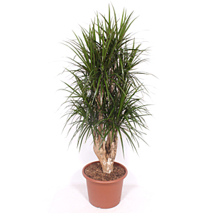 Dracaena marginata
