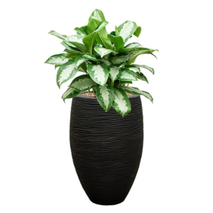 aglaonema voordeelpakket