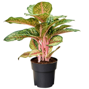 Aglaonema carnival queen makkelijke kantoorplant