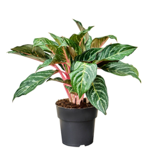 Aglaonema Dreamcatcher planten
