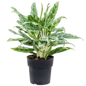 Aglaonema Greyhound makkelijke kantoorplant