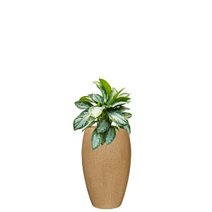 kantoorplant in plantenbak bruin beige
