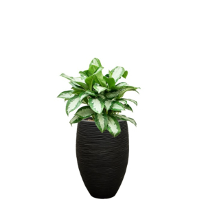 capi aglaonema zwart