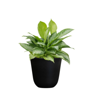 voordelige aglaonema in zwarte pot
