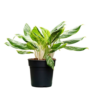 Aglaonema Madonna groen geel blad