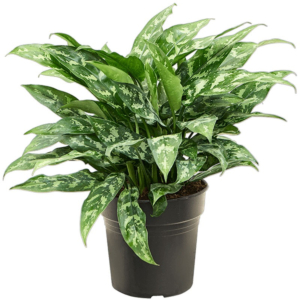 Aglaonema maria, top 10 kantoorplanten