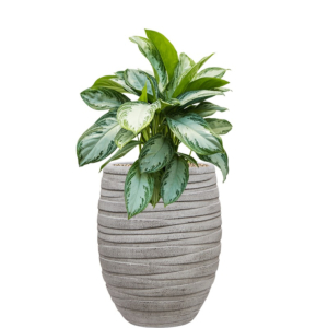 hoge bloempot met aglaonema