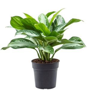 Aglaonema 'Silver Bay'