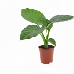 Alocasia, goedkope kamerplant