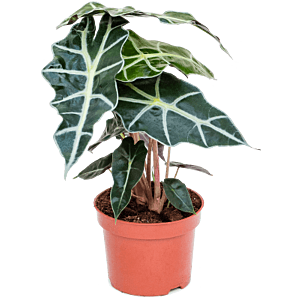 Goedkope kamerplant, olifantsoor