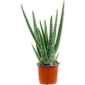 Goedkope kamerplant, wonderplant