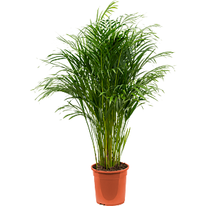 Areca