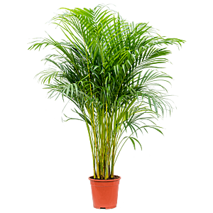 Areca palmen