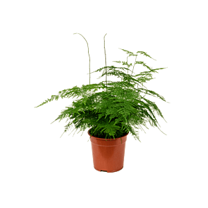 sierasperge, goedkope kamerplant