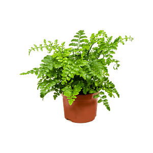 Asplenium parvati varen, goedkope kamerplant