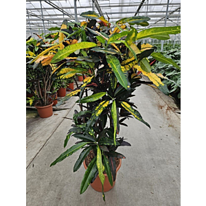 Croton Mango