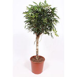 Schefflera arboricola 'Compacta'