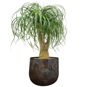 Beaucarnea kantoorbeplanting 