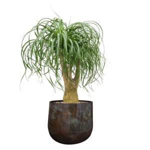 binnenplant voor kantoor in pot