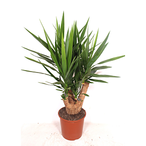 Yucca elephantipes