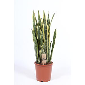 Sansevieria Laurentii