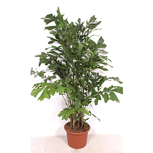 Caryota mitis