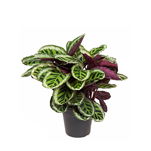 kantoorplant calathea angela