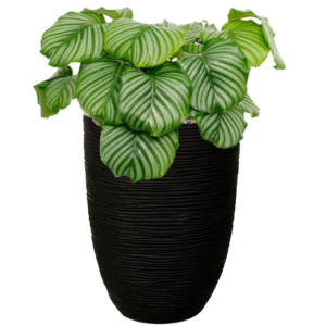 calathea in zwarte pot met waterreservoir