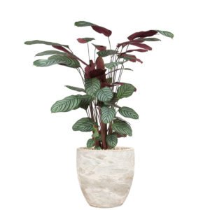 mooie kamerplant in pot