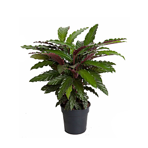 Calathea kantoorplanten